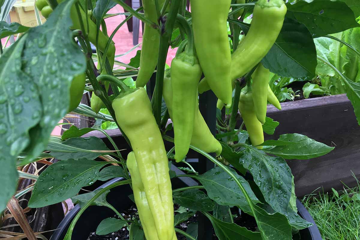 A close up horizontal image of banana pepper fruits growing in containers outdoors.