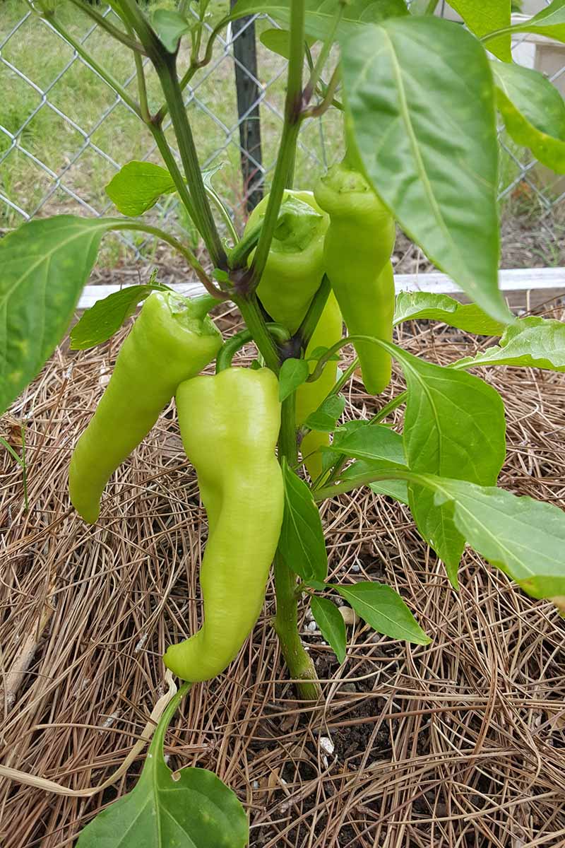 A close up vertical image of a banana pepper plant growing in a raised bed garden surrounded by straw mulch.