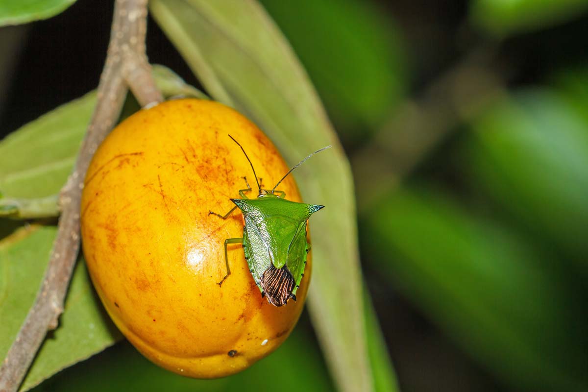 A close-up horizontal image of a green stink bug on a yellow fruit pictured on a soft-focus background.