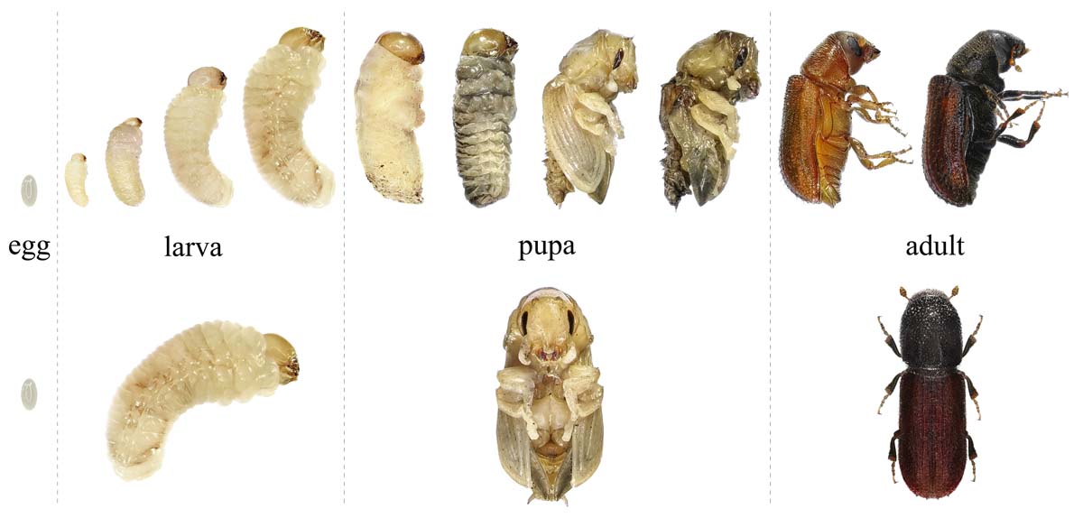 Graphic that includes the life cycle of a beetle with images of each state from egg, to larva, to pupa, to adult.
