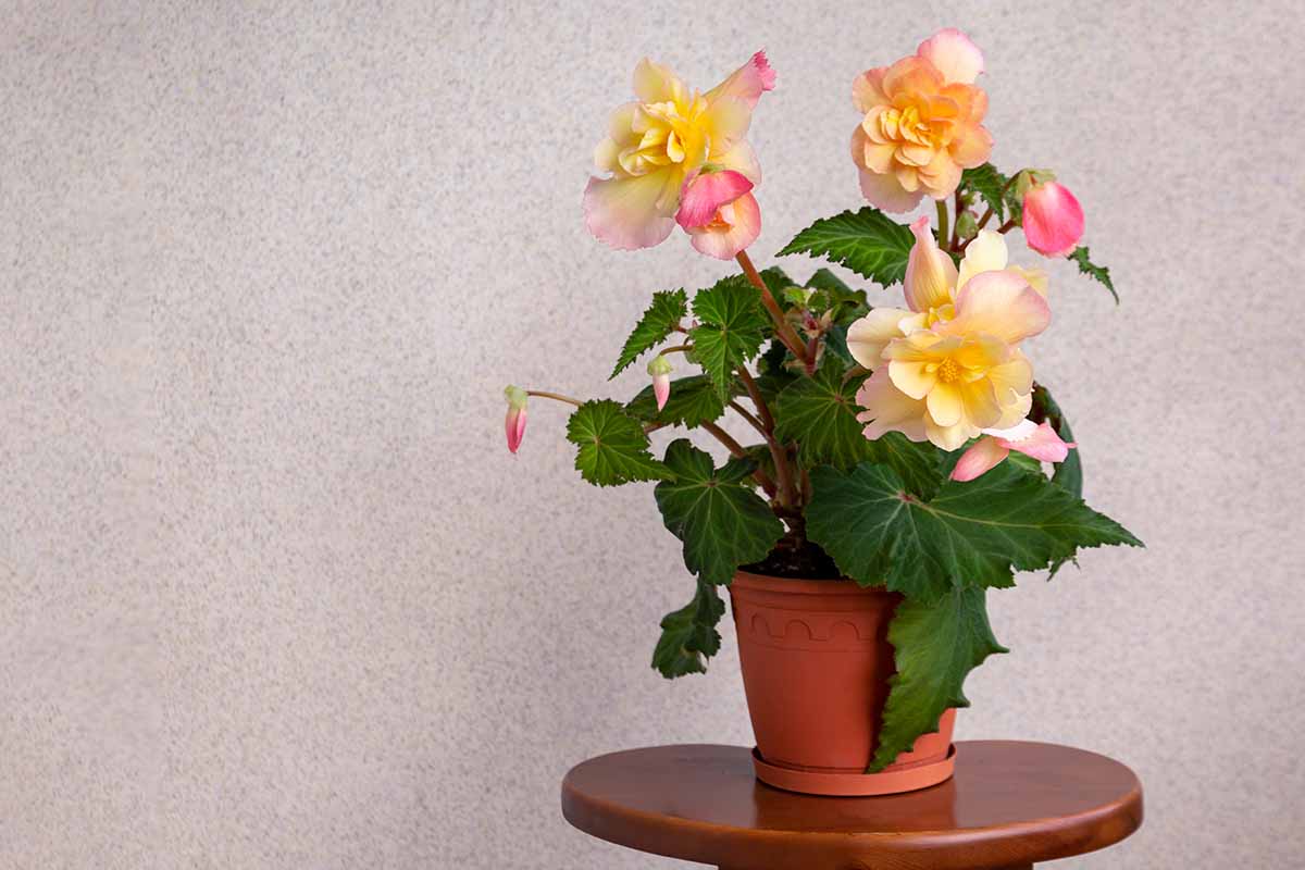 A close up horizontal image of a yellow begonia plant growing in a small pot indoors.