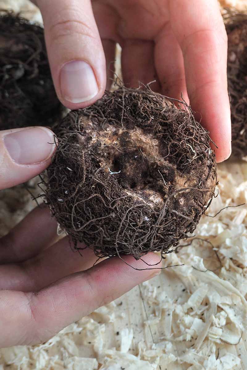 A close up vertical image of two hands holding a begonia tuber ready for planting.