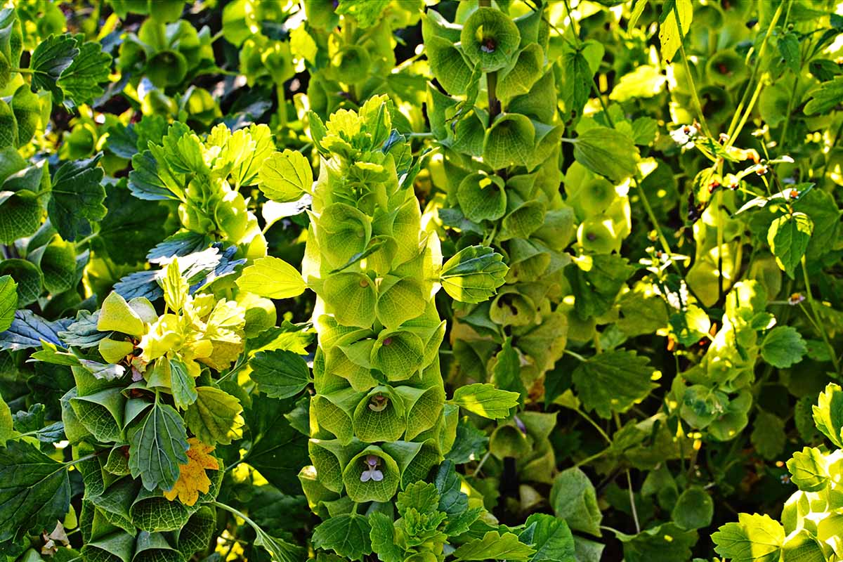 A close up horizontal image of bells of Ireland growing in the garden in light filtered sunshine.