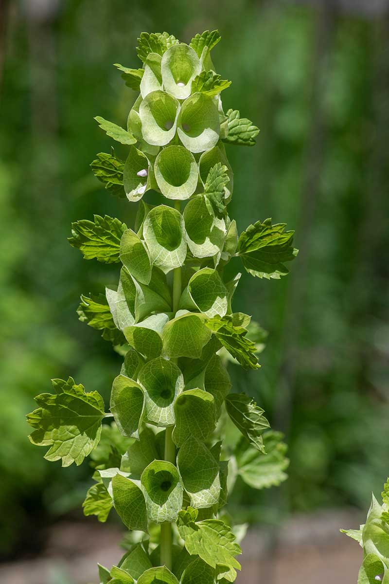 A vertical image of a long flower stalk of bells of Ireland (Molucella laevis) pictured in bright sunshine pictured on a soft focus background.