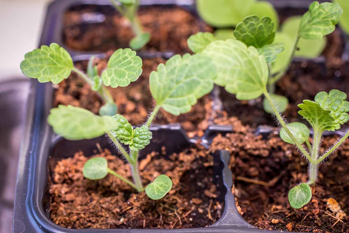 A close up horizontal image of Molucella laevis seedlings in small plastic seed starting pots.