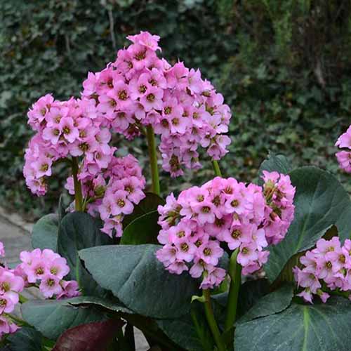 A close up square image of pink flowers and deep green foliage of Bergenia crassifolia growing in the garden.