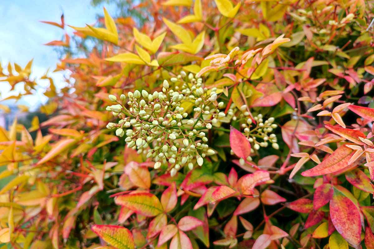 A close up horizontal image of berries emerging on a heavenly bamboo shrub.