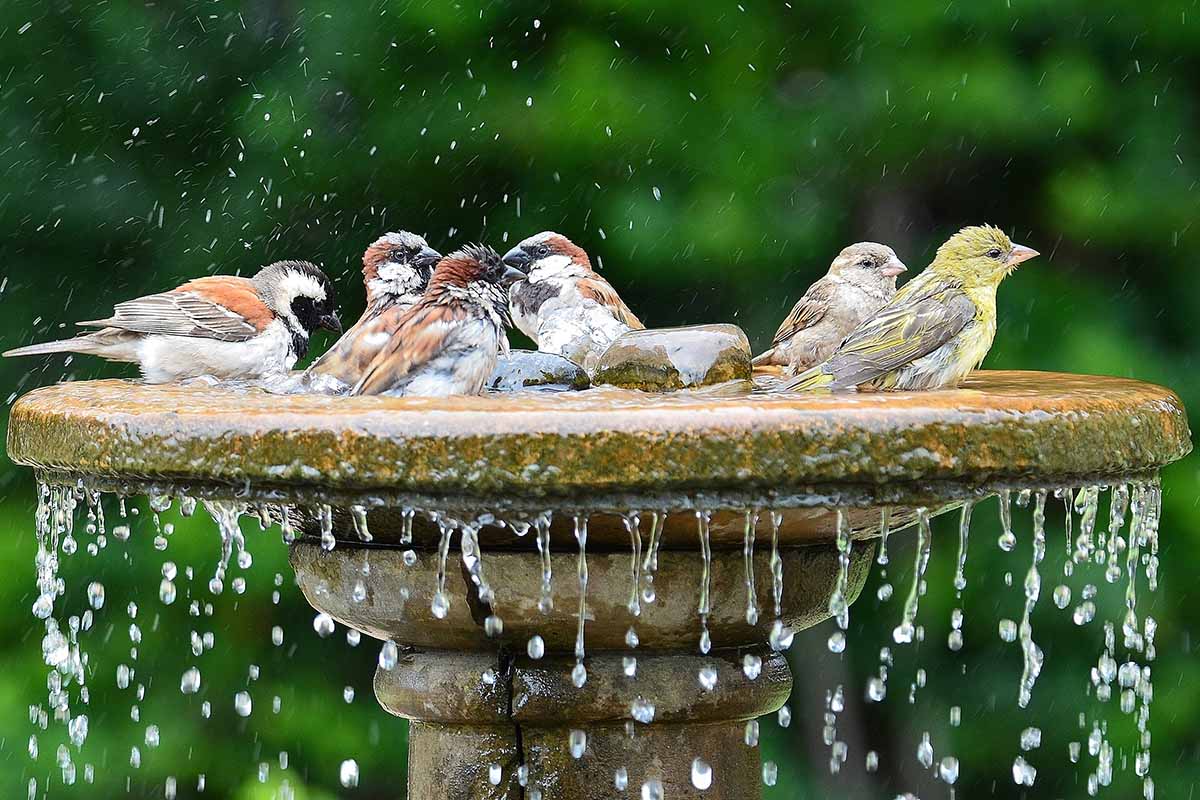A close up horizontal image of a group of birds in a birdbath pictured on a soft focus background.
