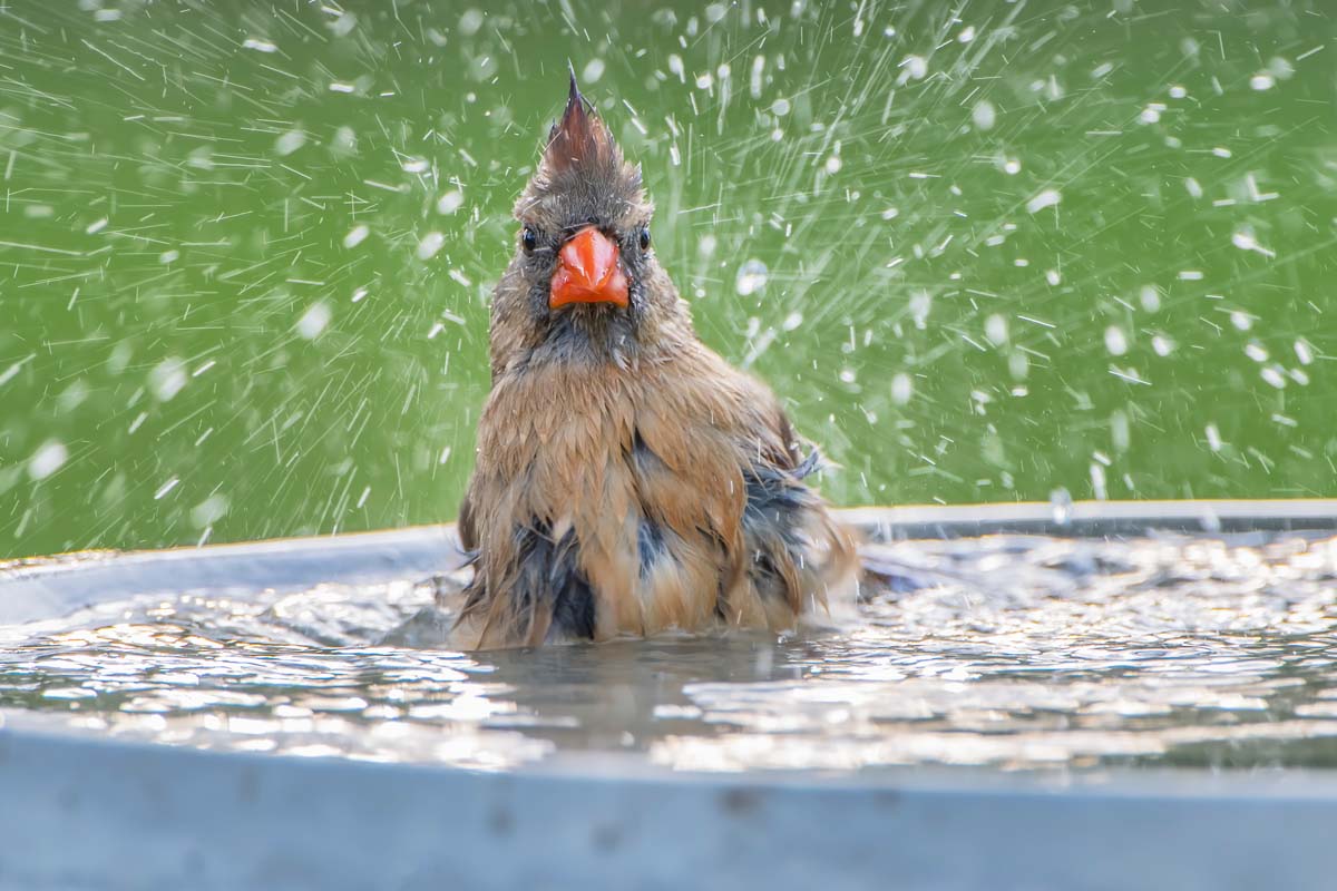 A close up horizontal image of a surprised bird with a red beak playing in a water feature.