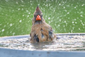 A close up horizontal image of a surprised bird with a red beak playing in a water feature.