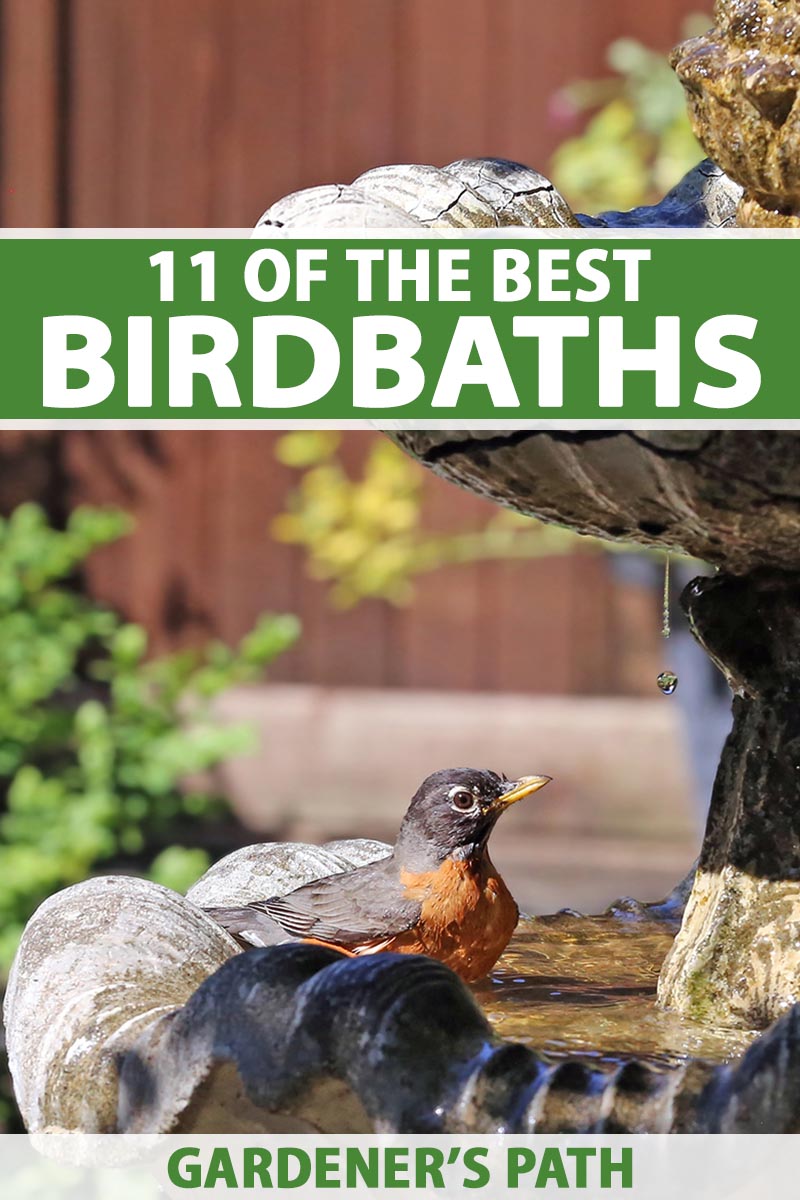 A close up vertical image fo a bird in a double-story water feature or birdbath in a sunny garden pictured on a soft focus background. To the top and bottom of the frame is green and white printed text.