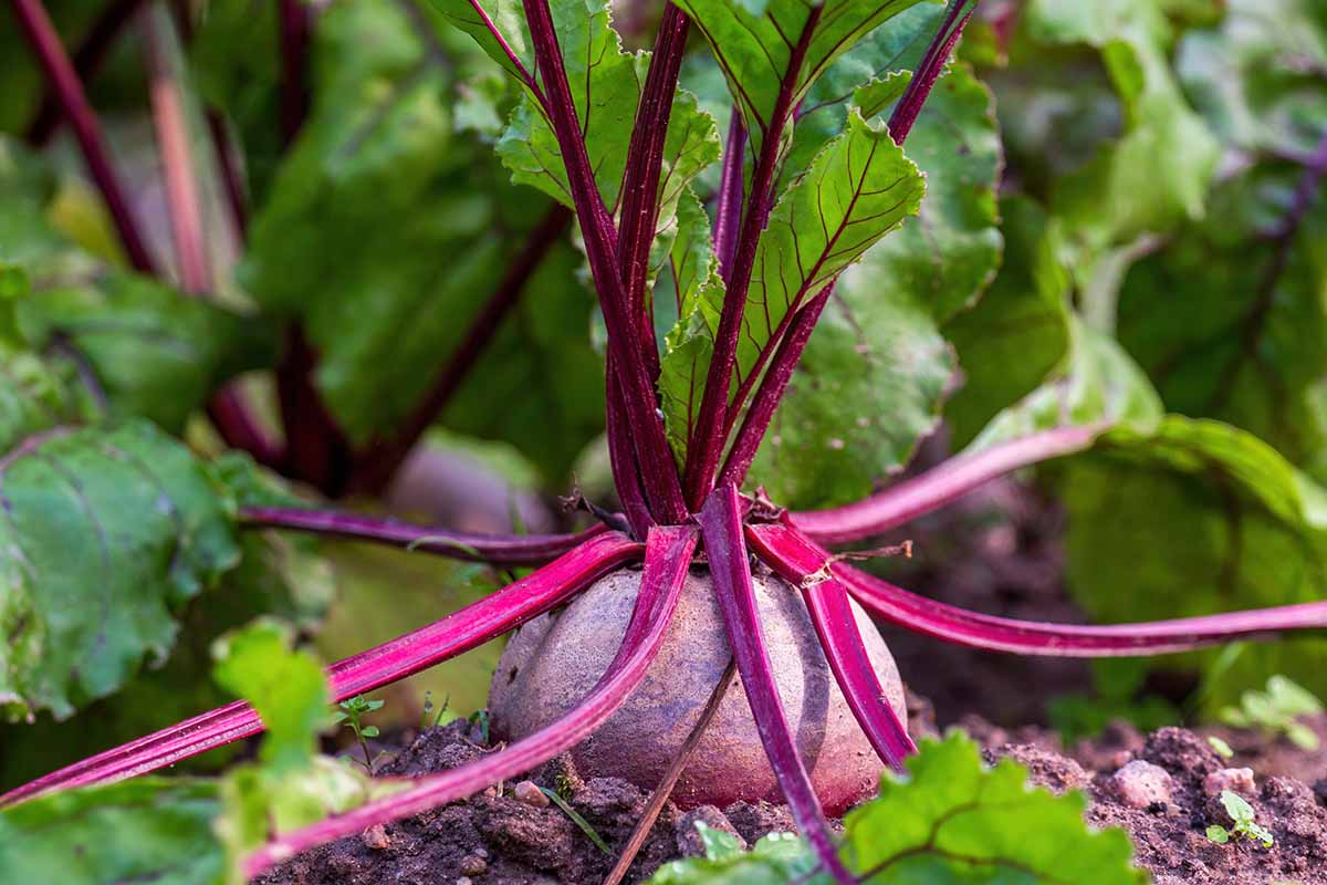 A close up horizontal image of beets growing in the garden ready for harvest.