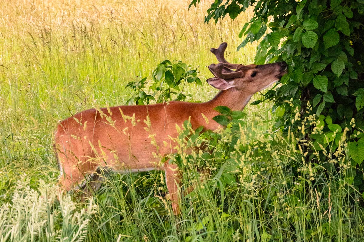 A buck deer eating the leaves of a mature tree.