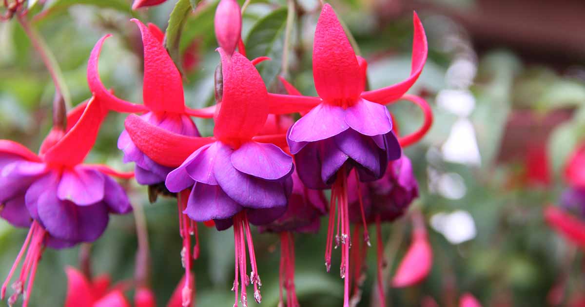 How to boost the 'hardy' factor of your hardy fuchsias in the PNW