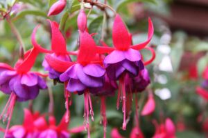 A close up horizontal image of red and purple fuchsia flowers growing in the garden pictured on a soft focus background.
