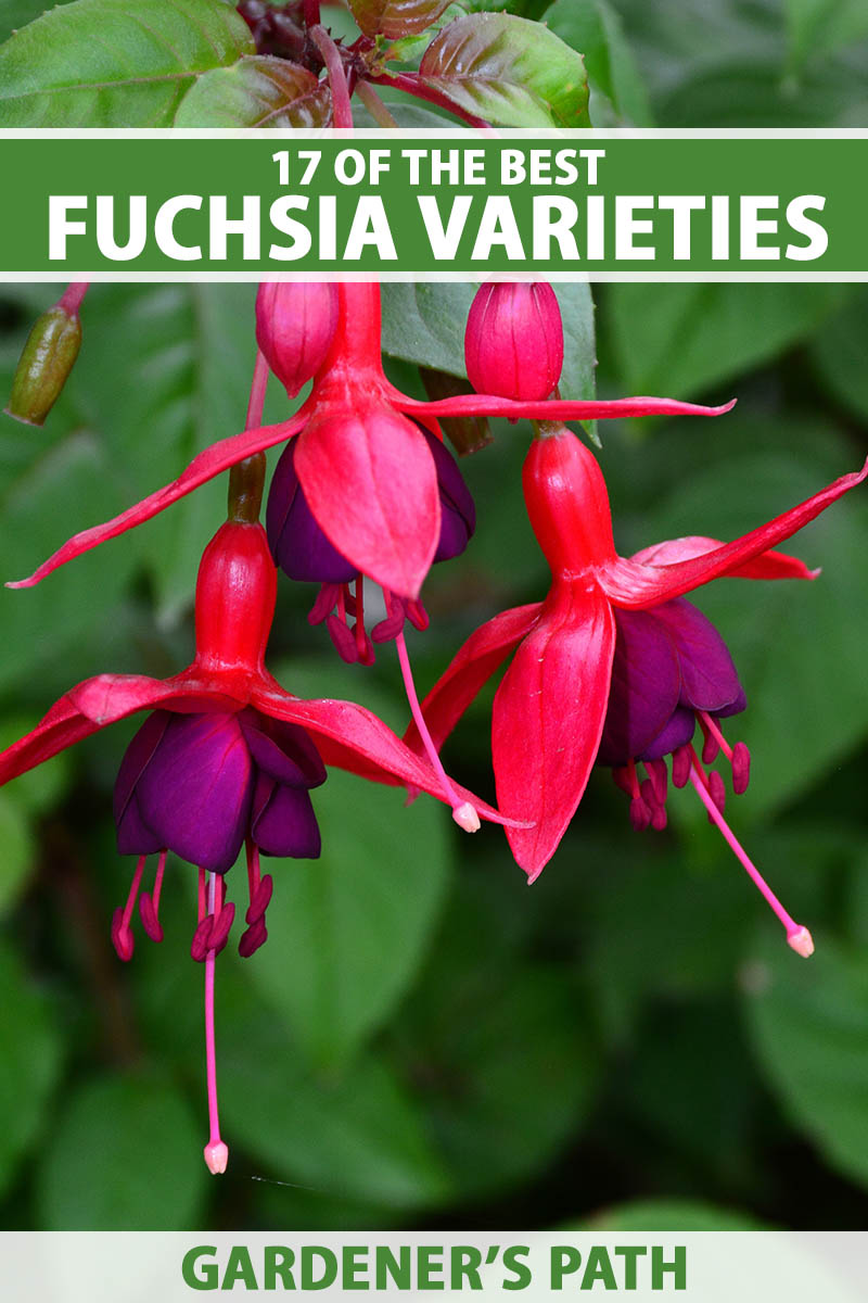 A close up vertical image of red and purple fuchsia flowers with foliage in soft focus in the background. To the top and bottom of the frame is green and white printed text.