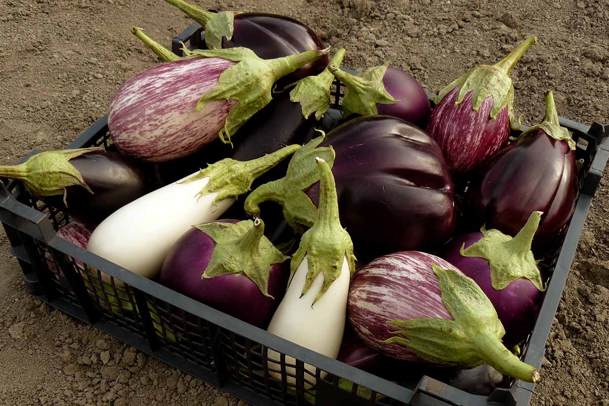 A close up horizontal image of freshly harvested Italian eggplants in a variety of colors in a plastic tray.