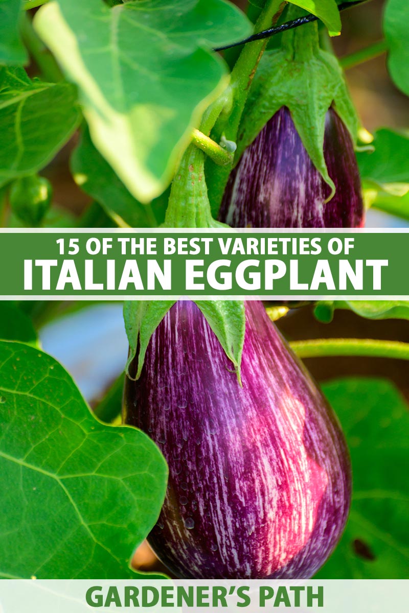 A close up vertical image of purple and white striped Italian eggplants growing in the garden pictured in light sunshine. To the center and bottom of the frame is green and white printed text.