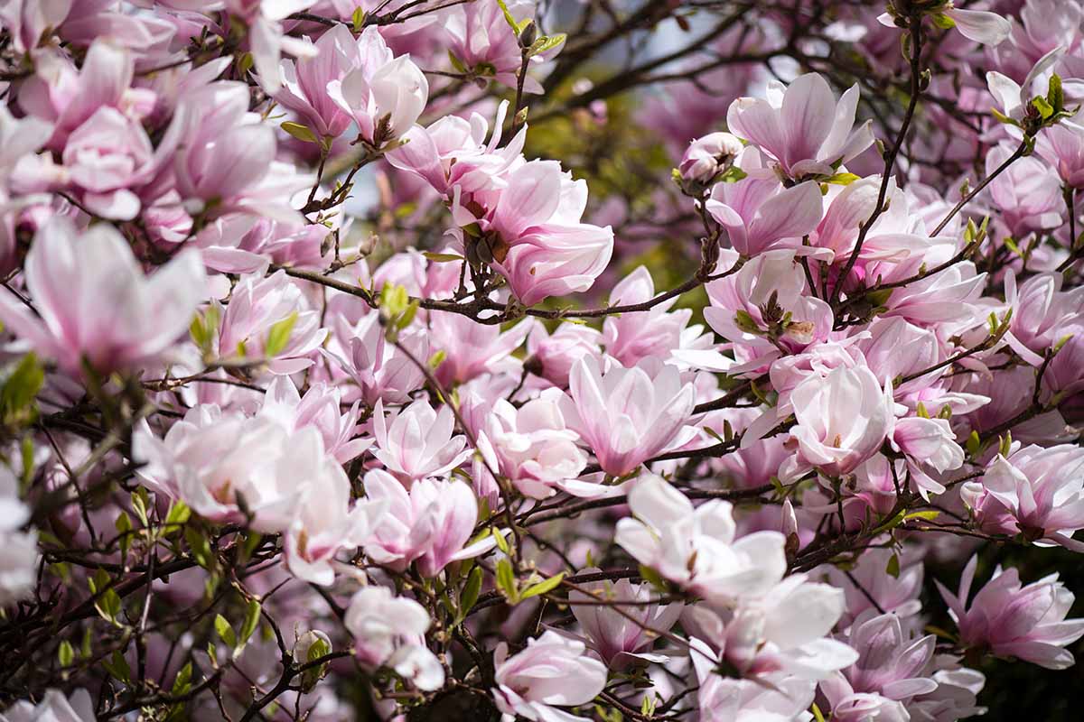 A close up horizontal image of pink and white magnolia flowers growing in the garden pictured in light sunshine.