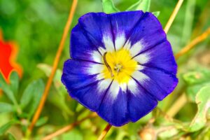 Close up of a blue morning glory flower with a yellow and white center.