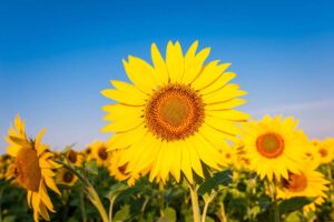 A close up horizontal image of a single sunflower blossom in the foreground with a field of bright sunflowers pictured on a blue sky background.