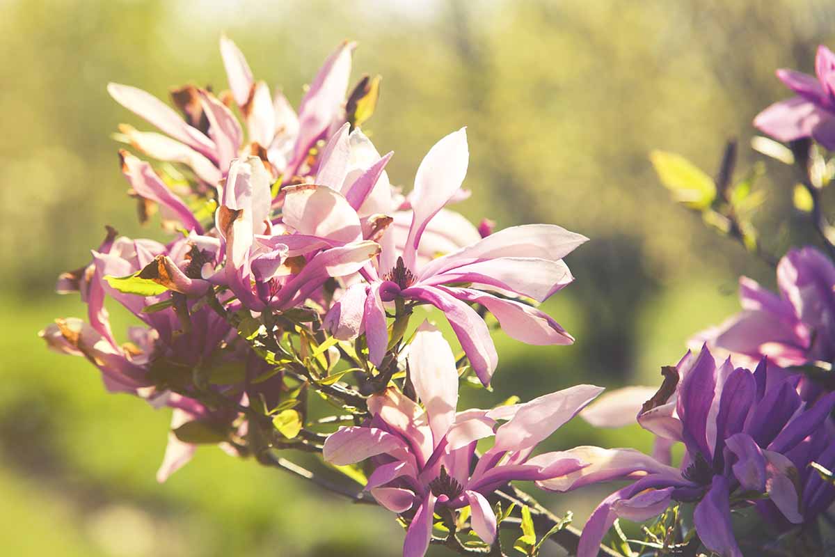 A horizontal image of 'Betty' magnolia flowers pictured in light sunshine on a soft focus background.