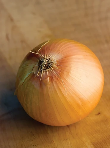 A close up of a single 'Big Daddy' onion set on a wooden surface.