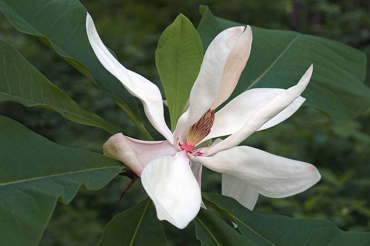 A horizontal image of a single white magnolia flower with foliage in soft focus in the background.