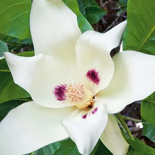A close up square image of a white bigleaf magnolia flower with foliage in the background.