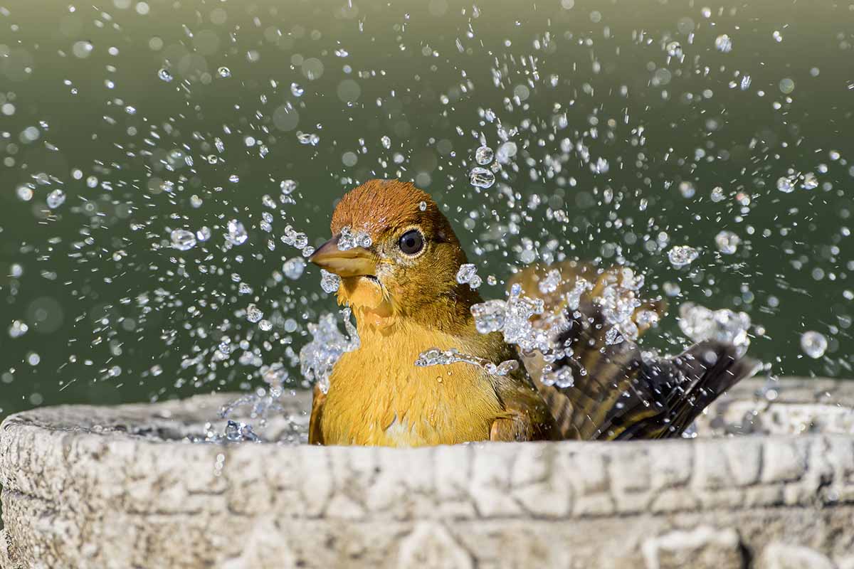 A close up horizontal image of a bird splashing around in a birdbath pictured on a soft focus background.
