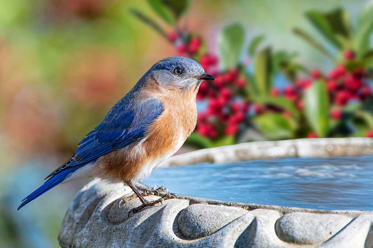A close up horizontal image of a bird perched on the edge of a water feature about to dive in.