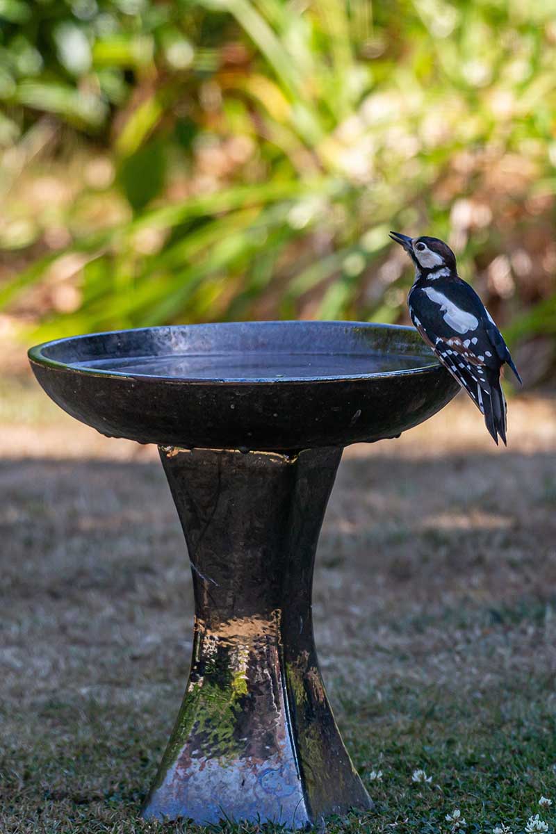 A close up vertical image of a small bird perched on the edge of a standalone water feature in the garden.