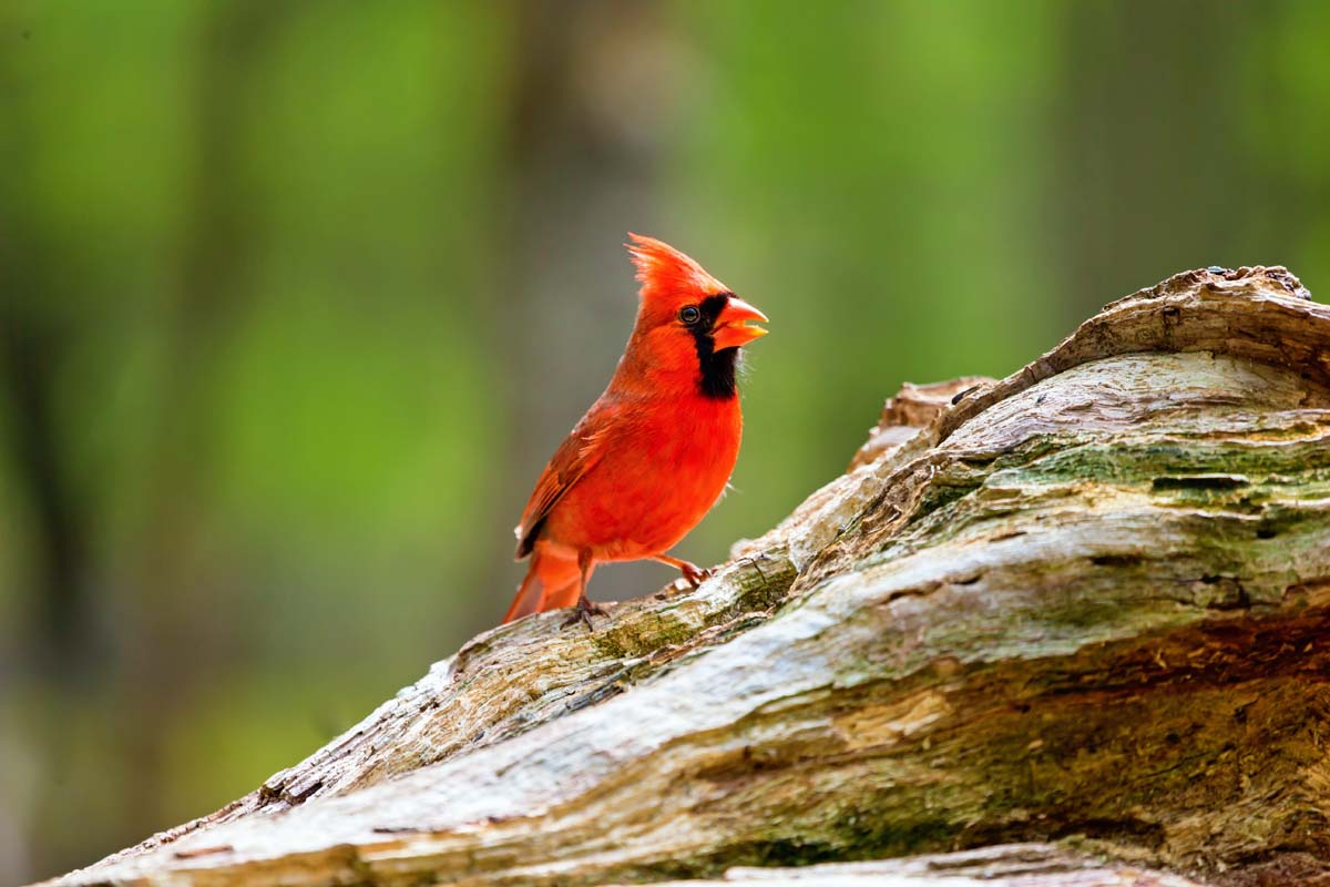 A close-up horizontal image of a red bird in the garden perched on a wooden branch, pictured in bright sunshine on a green soft-focus background.