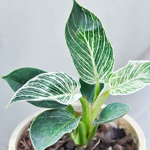 A close up horizontal image of a 'Birkin' foliage plant growing in a pot pictured on a white background.