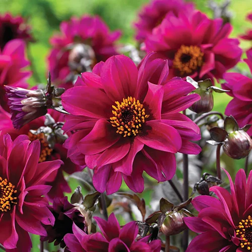 A square image of 'Bishop of Canterbury' dahlia flowers growing in the garden pictured on a soft focus background.