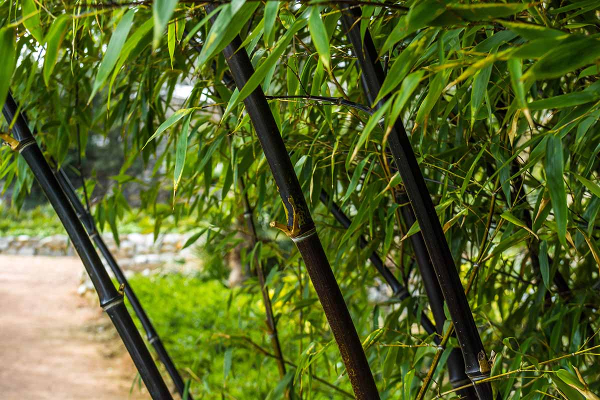 A close up horizontal image of black bamboo growing in the garden.