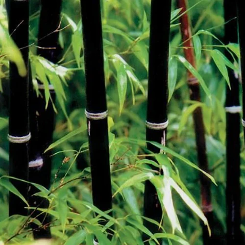 A close up square image of the stems of black bamboo growing in the garden.