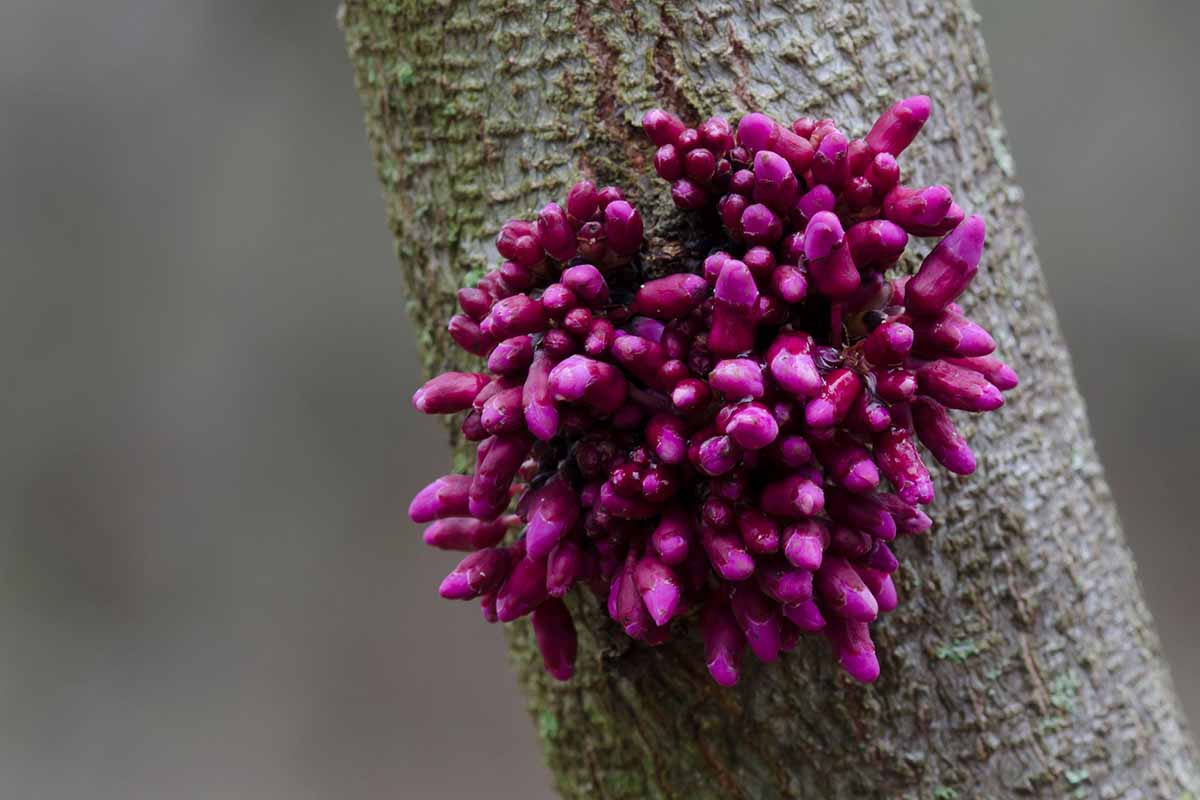 A close up horizontal image of the pink buds on an Oklahoma redbud tree pictured on a soft focus background.