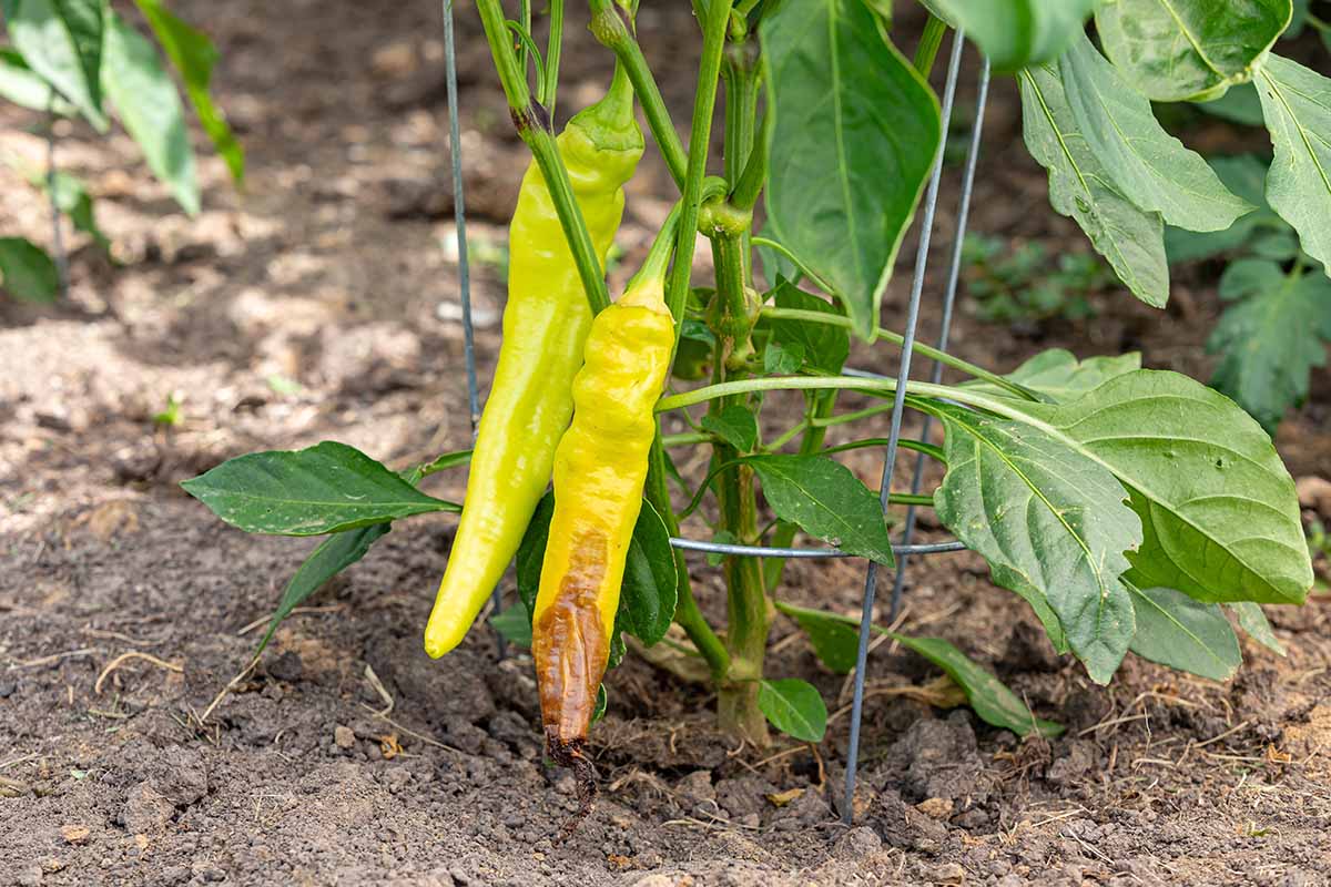 A close up horizontal image of banana peppers growing on the plant suffering from blossom-end rot.