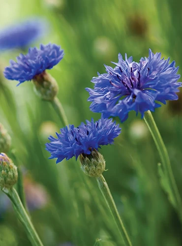 A close up of the flowers of 'Blue Boy,' a variety of cornflower, on a soft focus background.