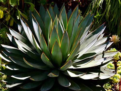 A close up square image of Agave 'Blue Glow' growing in a garden border.