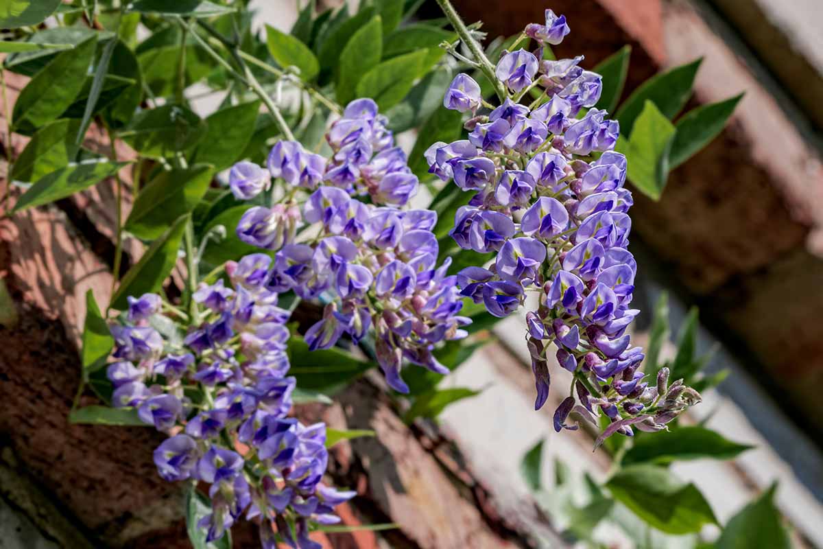 A horizontal image of light purple 'Blue Moon' flowers growing in the garden pictured in light sunshine on a soft focus background.