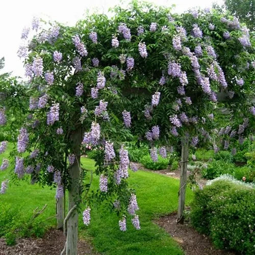 A square image of 'Blue Moon' wisteria growing over an arbor in the garden.