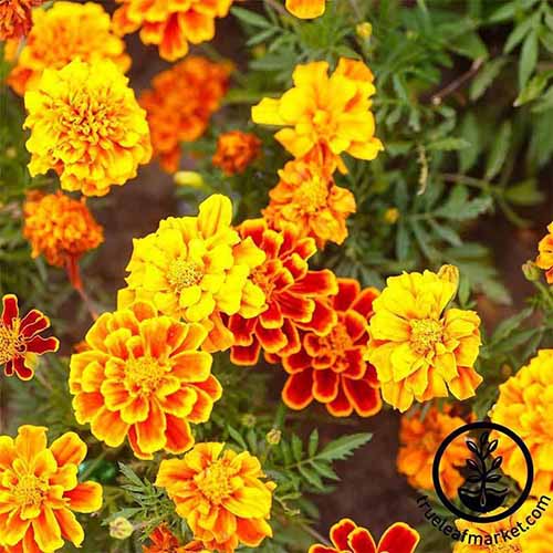 A close up square image of marigolds growing in the backyard. To the bottom right of the frame is a black logo.