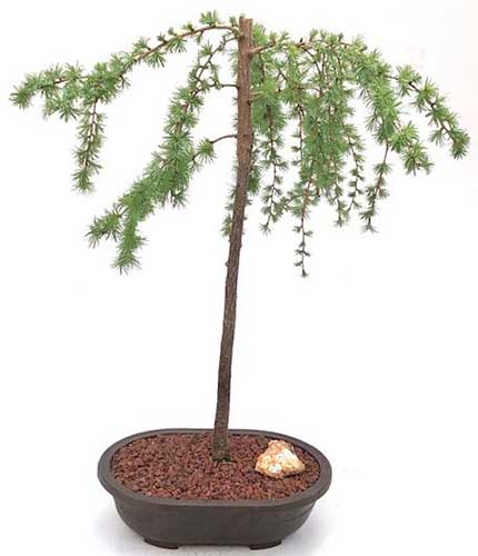 A close up of a larch tree trained as a bonsai isolated on a white background.