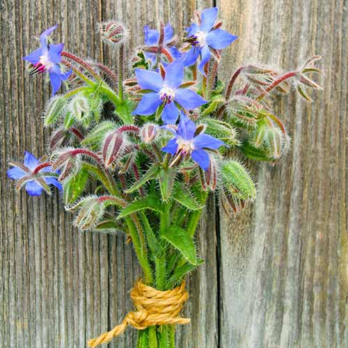 A close up square image of a small bunch of forage flowers tied together with string and set on a wooden surface.