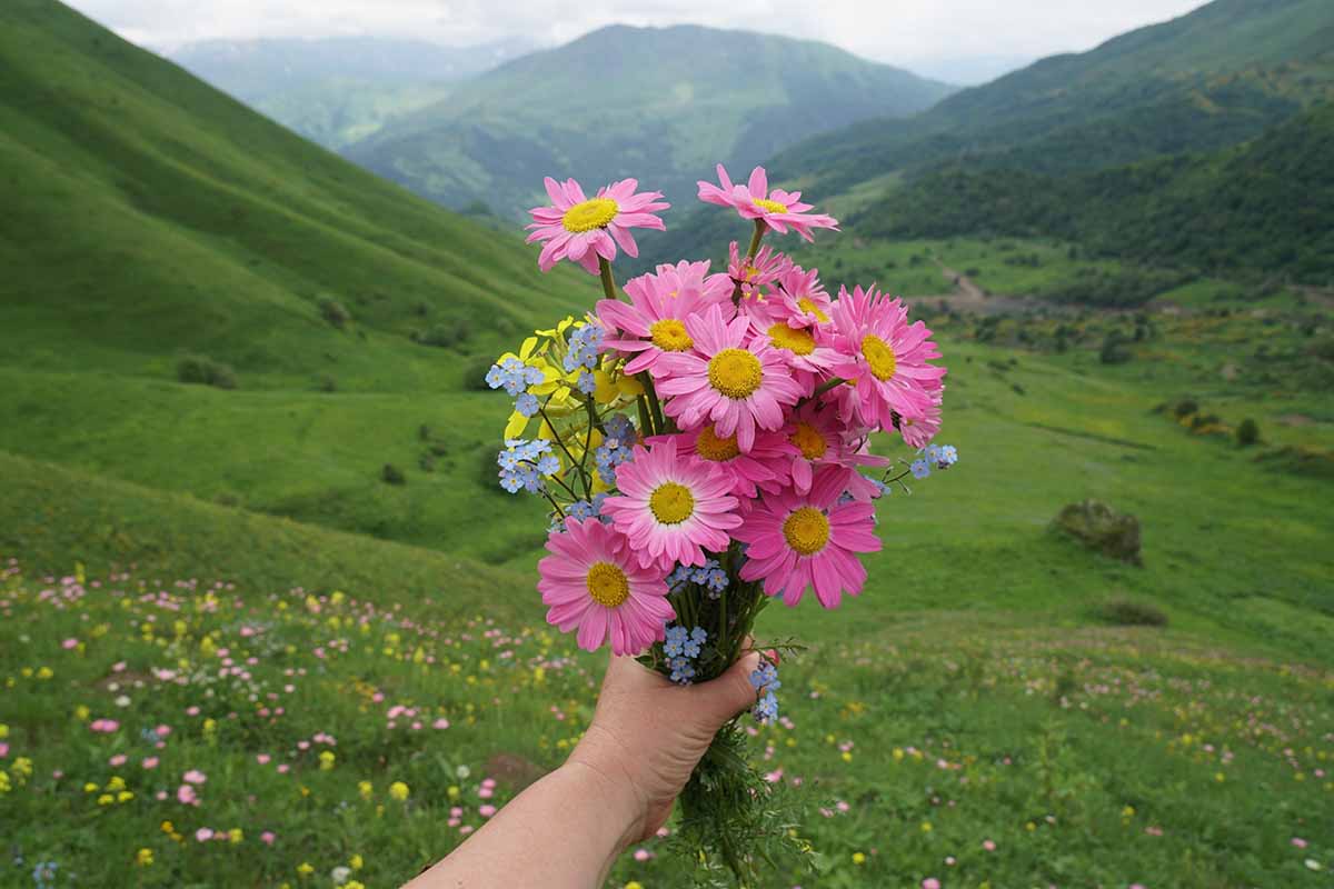 A horizontal image of a hand from the bottom of the frame holding up a bouquet of wildflowers picked from a meadow, with mountains in the background.
