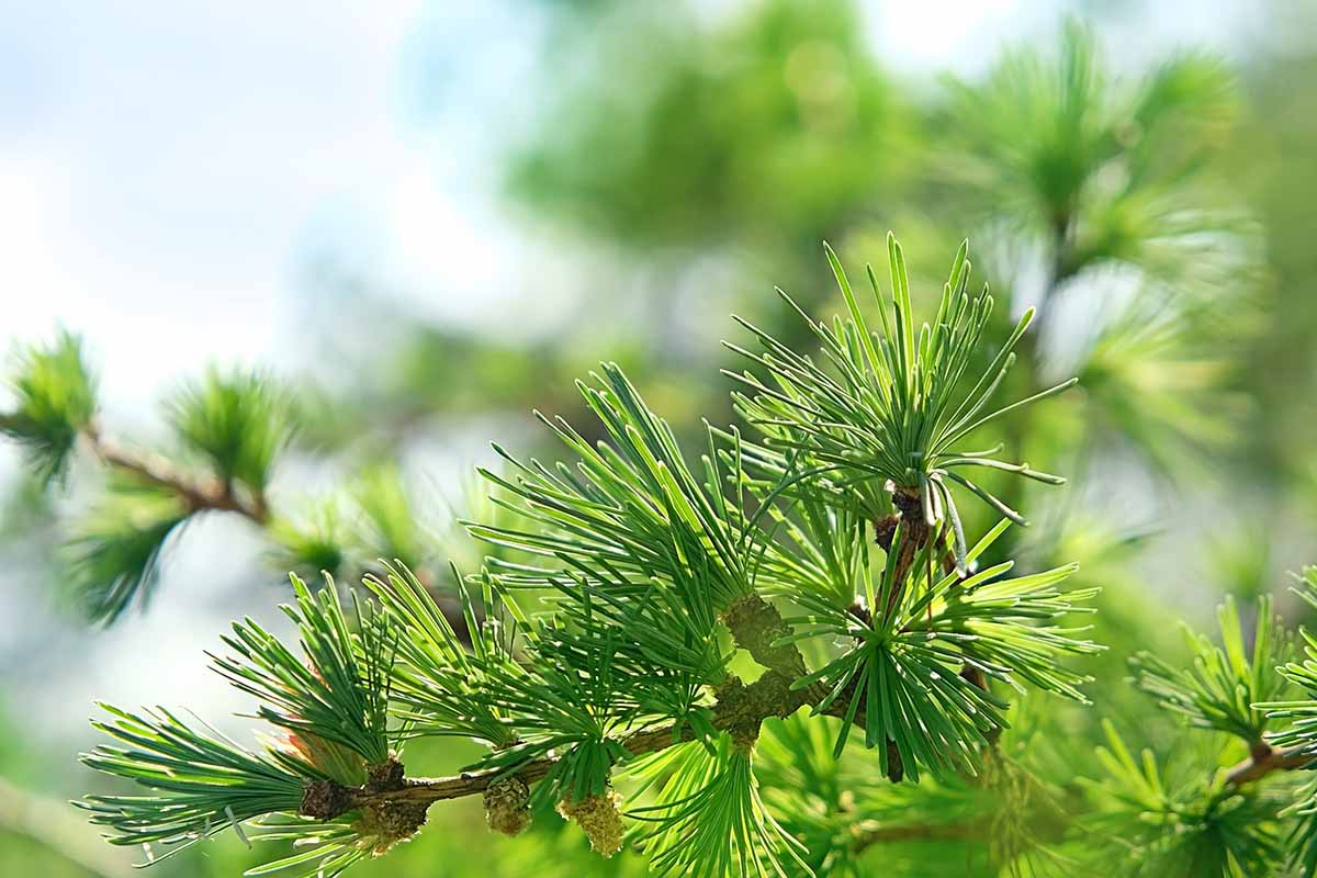 A close up horizontal image of the branch of a larch pictured in light sunshine on a soft focus background.