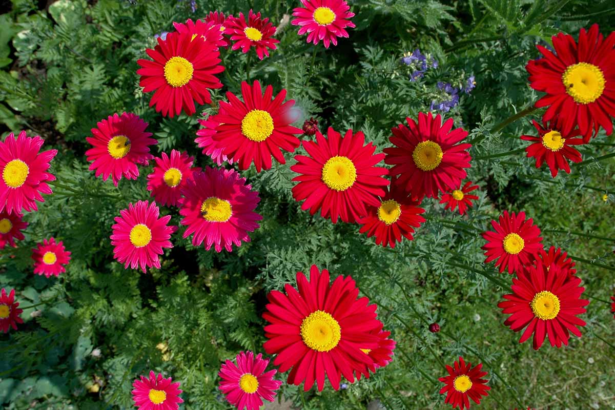 A horizontal image of brightly colored Tanacetum coccineum flowers growing in the garden pictured in bright sunshine.