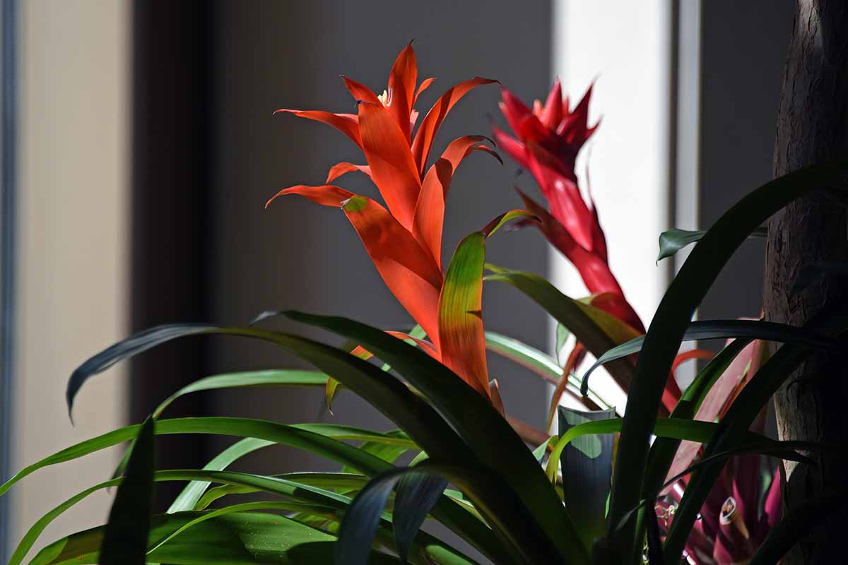 A close up horizontal image of a bright red bromeliad growing in a pot indoors in indirect low light.